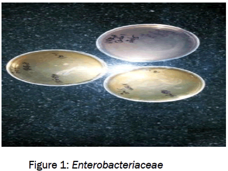 pharmaceutical-sciences-Enterobacteriaceae