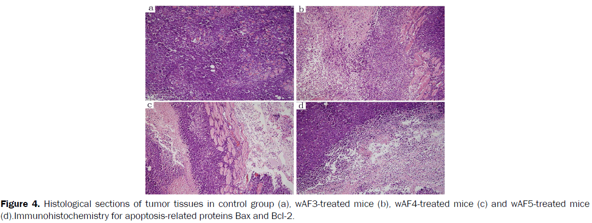 pharmaceutical-sciences-Histological-sections-tumor-tissues