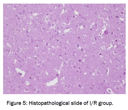 pharmaceutical-sciences-Histopathological-slide