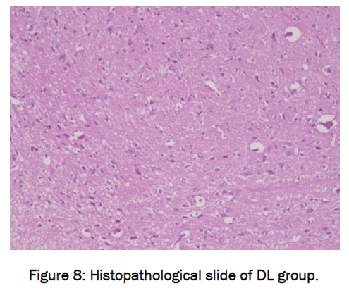 pharmaceutical-sciences-Histopathological-slide