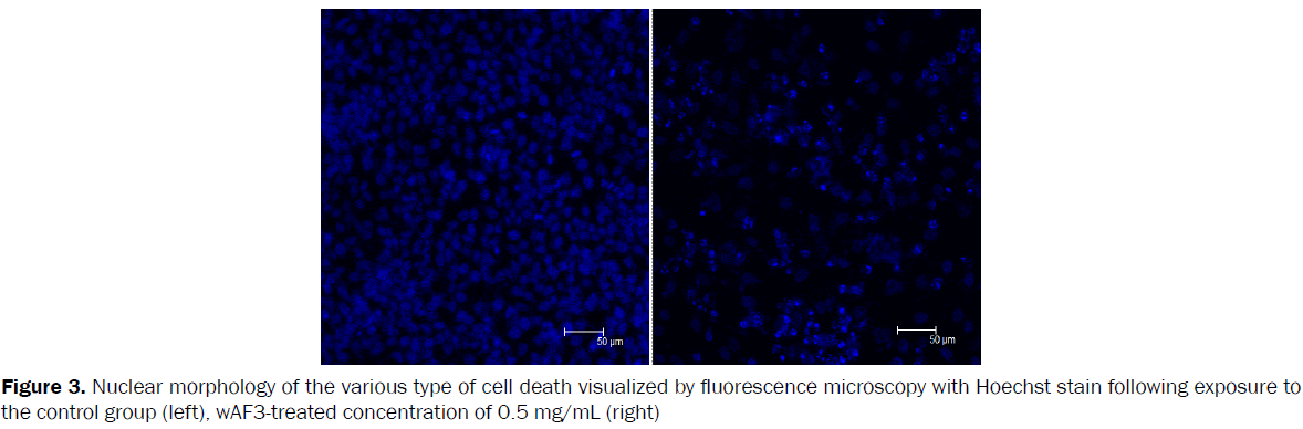 pharmaceutical-sciences-Nuclear-morphology-various-type