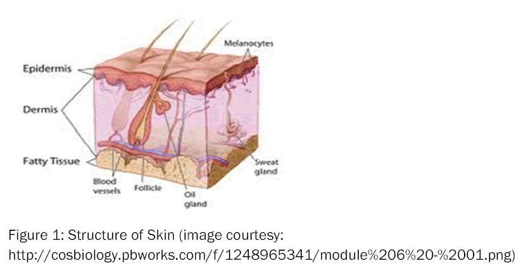 pharmaceutical-sciences-Structure-of-Skin