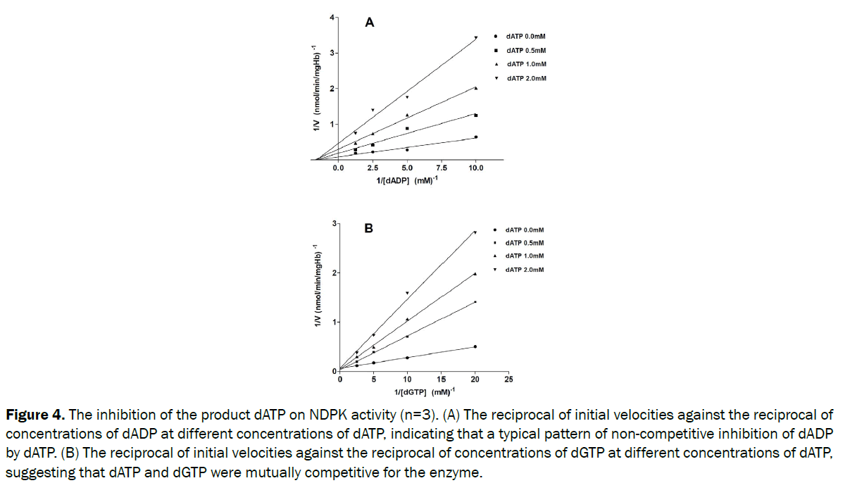 pharmaceutical-sciences-The-inhibition-product-dATP