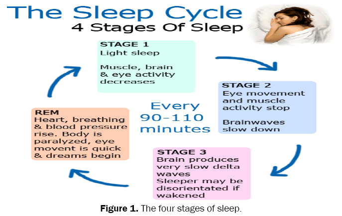 pharmaceutical-sciences-four-stages-sleep