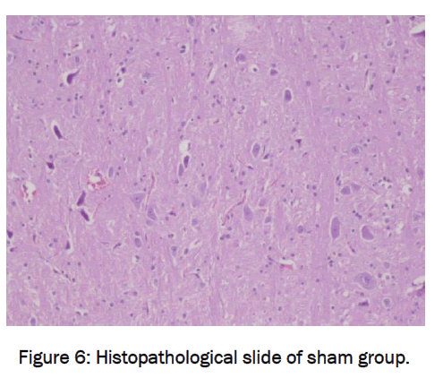 pharmaceutical-sciences-sham-group