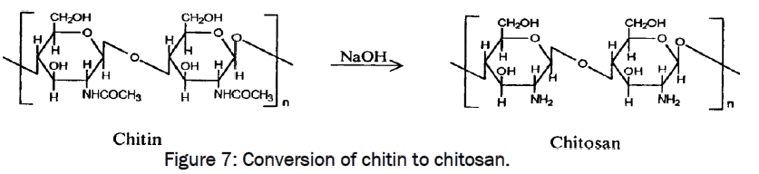 pharmaceutics-nanotechnology-Conversion-chitin