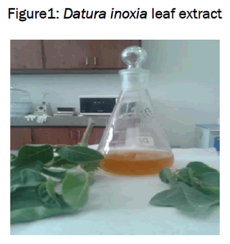 pharmaceutics-nanotechnology-Datura-inoxia