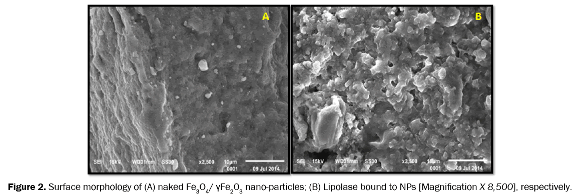 pharmaceutics-nanotechnology-Surface-morphology-naked