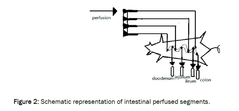 pharmaceutics-nanotechnology-perfused-segments