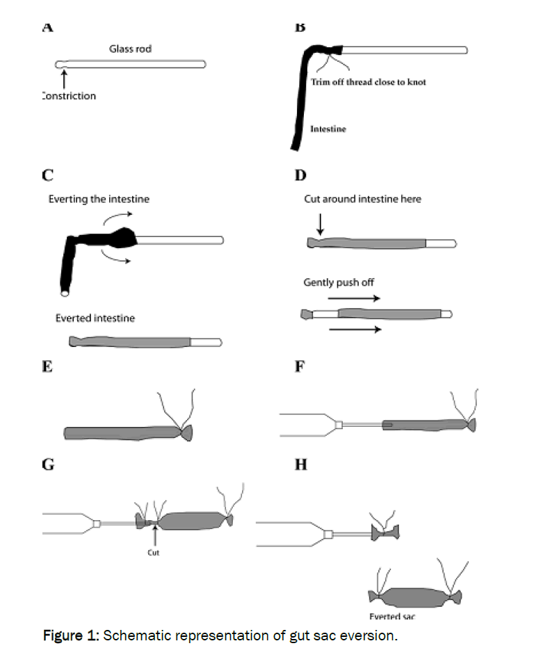 pharmaceutics-nanotechnology-sac-eversion