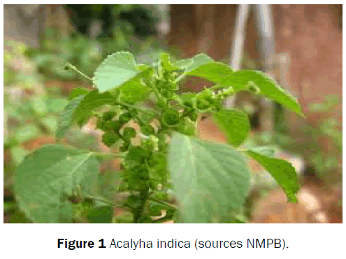 pharmacognosy-and-phytochemistry-Acalyha-indica