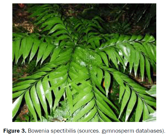 pharmacognosy-and-phytochemistry-Bowenia-spectibilis