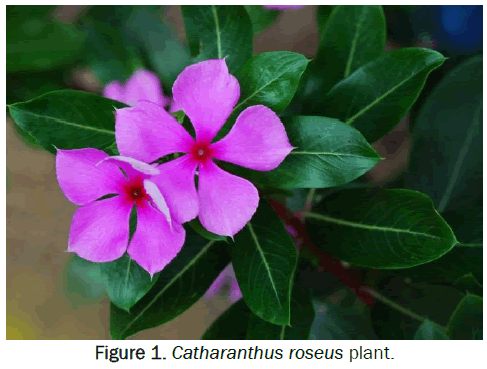 pharmacognosy-and-phytochemistry-Catharanthus-roseus-plant