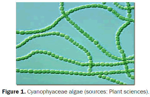 pharmacognosy-and-phytochemistry-Cyanophyaceae