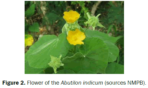 pharmacognosy-and-phytochemistry-Flower-Abutilon-indicum