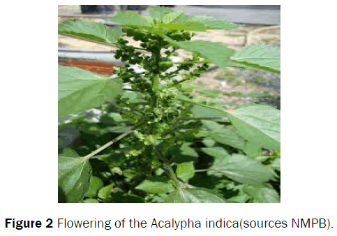 pharmacognosy-and-phytochemistry-Flowering