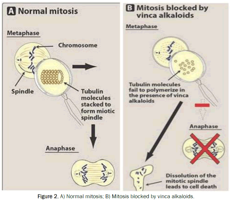 pharmacognosy-and-phytochemistry-Normal-mitosis