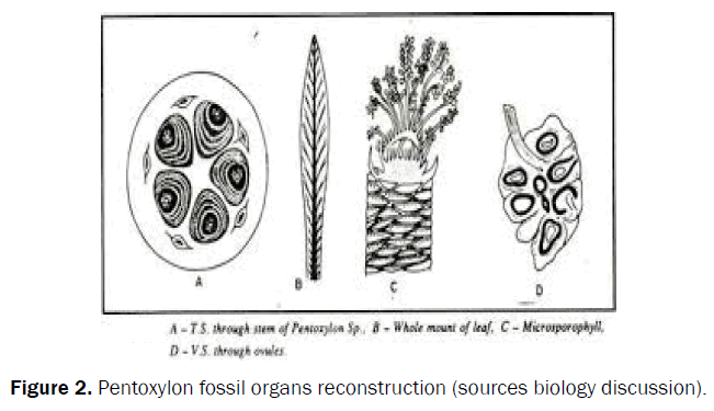 pharmacognosy-and-phytochemistry-Pentoxylon-fossil