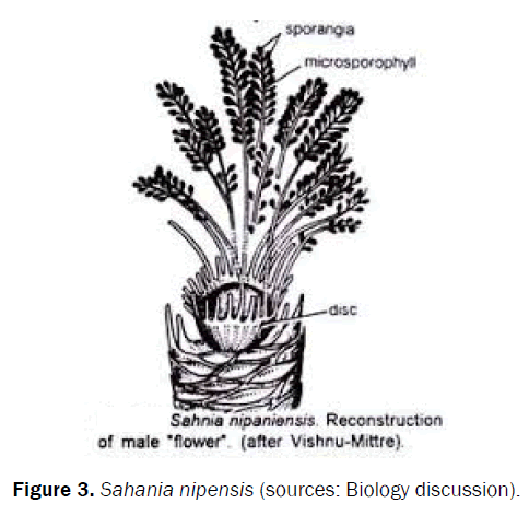 pharmacognosy-and-phytochemistry-Sahania-nipensis