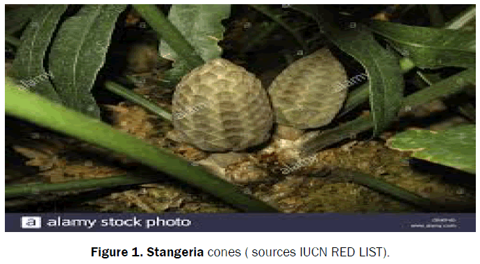 pharmacognosy-and-phytochemistry-Stangeria-cones