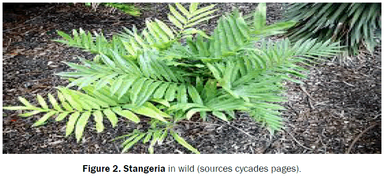 pharmacognosy-and-phytochemistry-Stangeria-wild