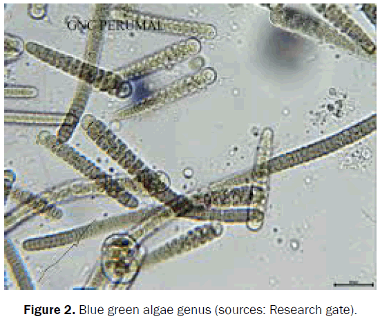 pharmacognosy-and-phytochemistry-algae-genus