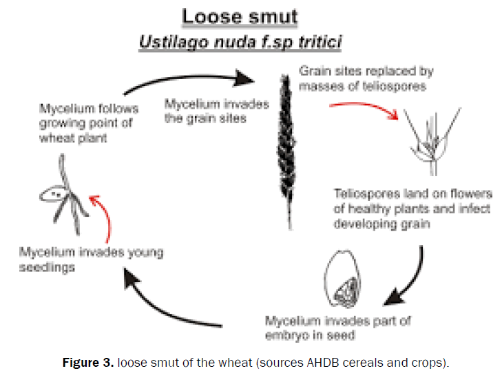 pharmacognosy-and-phytochemistry-loose-smut