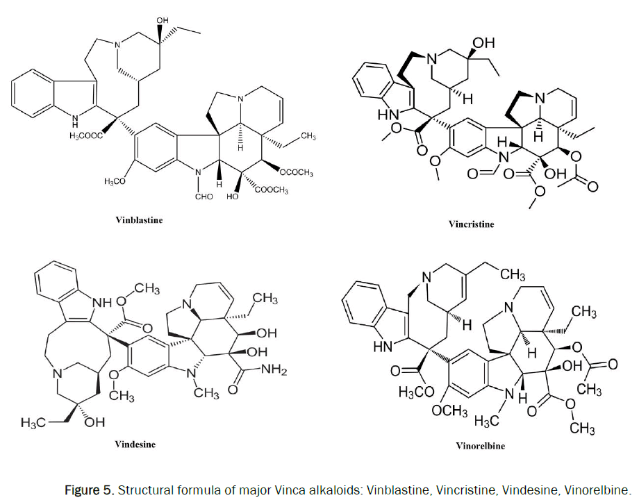 pharmacognosy-and-phytochemistry-major-Vinca