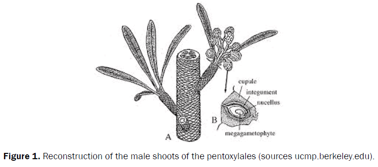 pharmacognosy-and-phytochemistry-pentoxylales