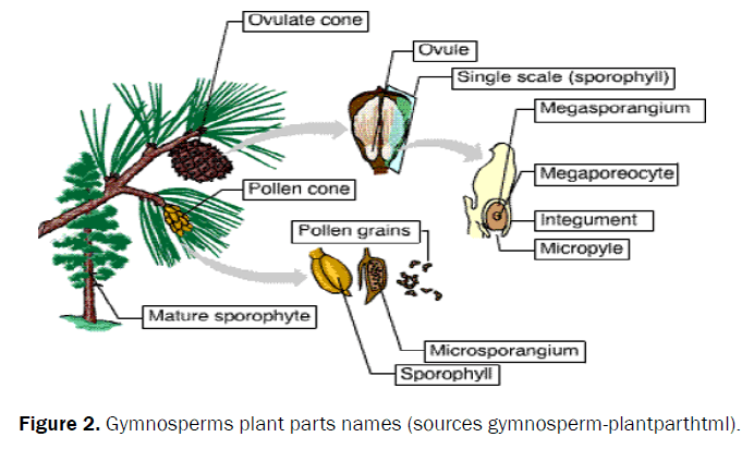 pharmacognosy-and-phytochemistry-plant-parts