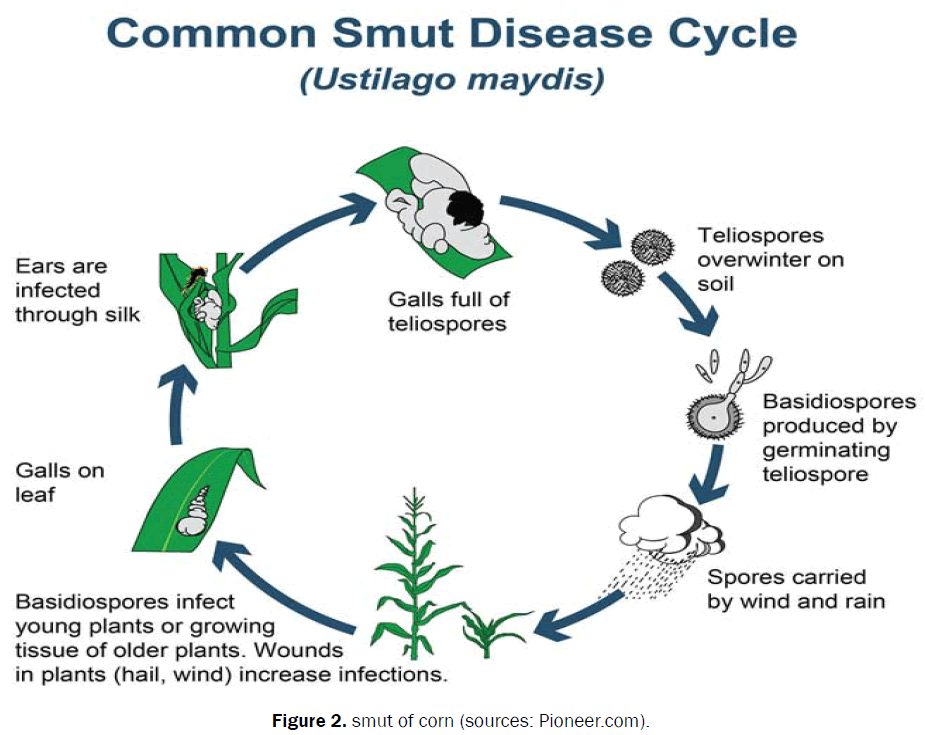 pharmacognosy-and-phytochemistry-smut-corn