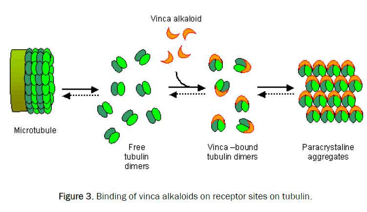 pharmacognosy-and-phytochemistry-vinca-alkaloids