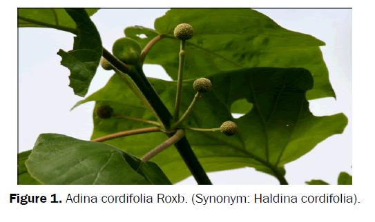 pharmacognosy-phytochemistry-Adina-cordifolia-Roxb