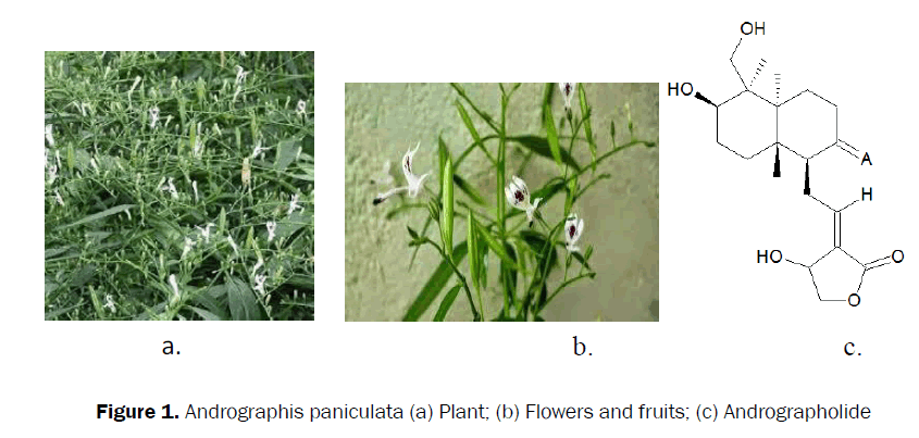 pharmacognosy-phytochemistry-Andrographis-paniculata