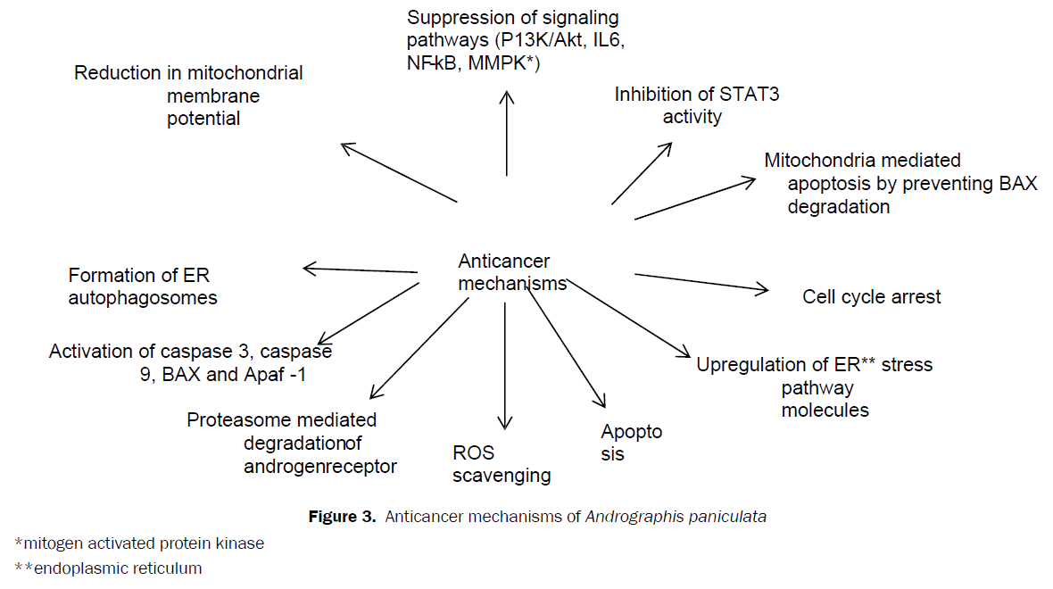 pharmacognosy-phytochemistry-Andrographis-paniculata