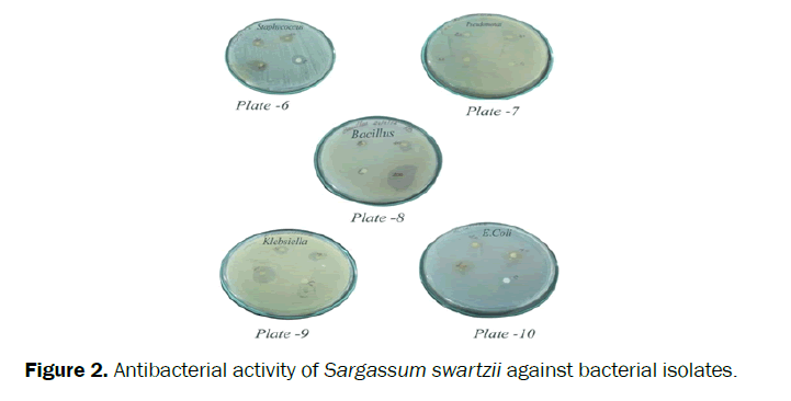 pharmacognosy-phytochemistry-Antibacterial-activity-Sargassum