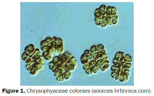pharmacognosy-phytochemistry-Chrysophyaceae-colonies