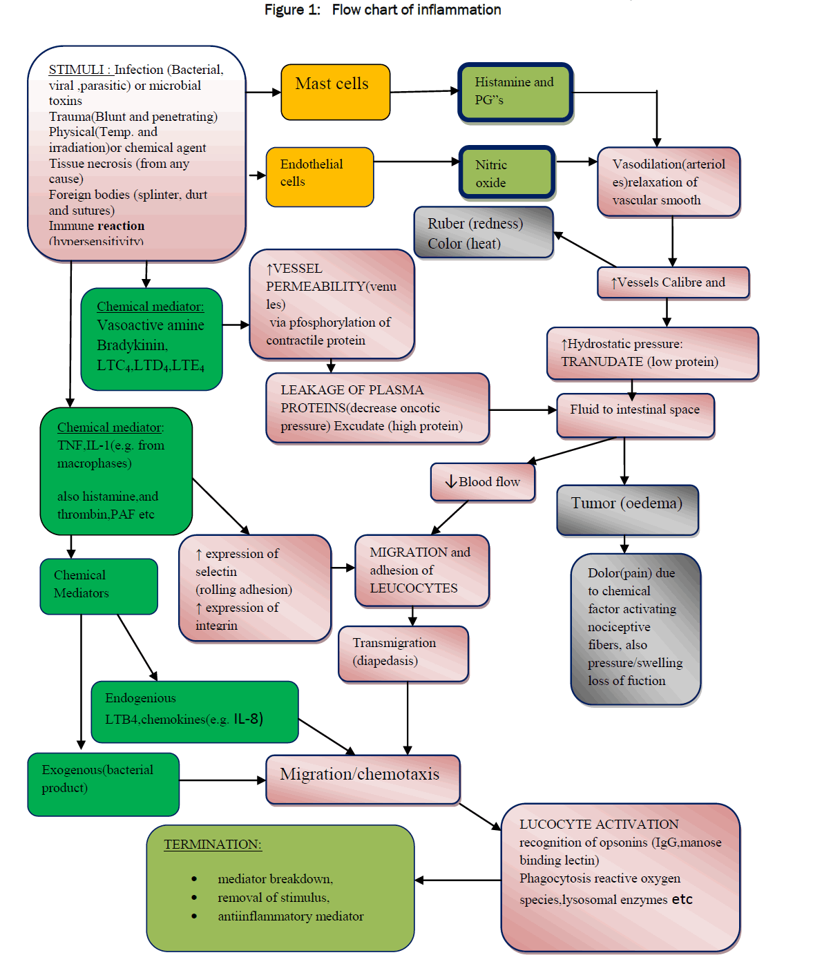 pharmacognosy-phytochemistry-Flow-chart-inflammation