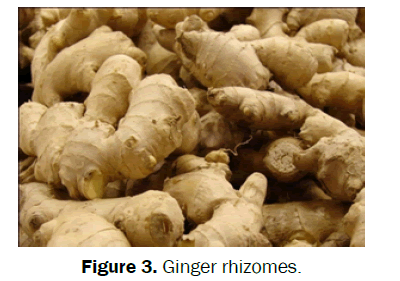 pharmacognosy-phytochemistry-Ginger-rhizomes