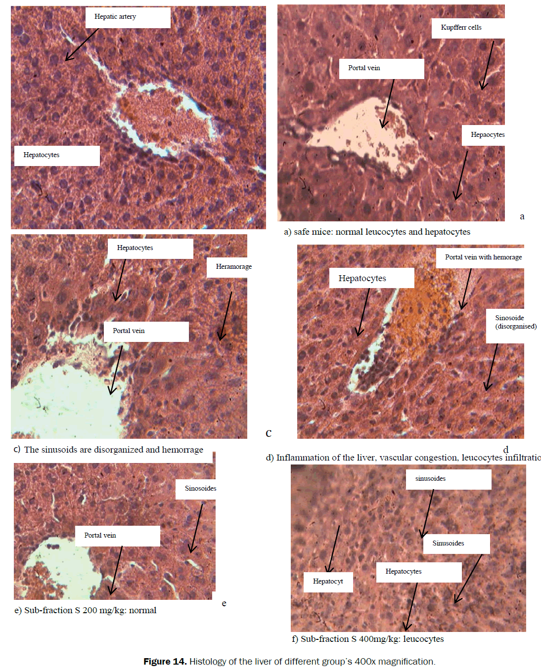 pharmacognosy-phytochemistry-Histology-liver