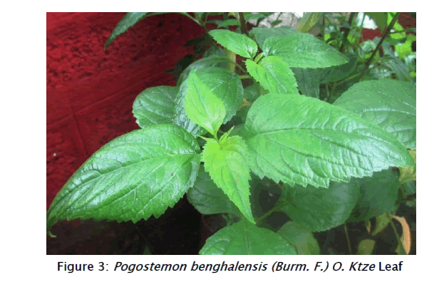 pharmacognosy-phytochemistry-Ktze-Leaf