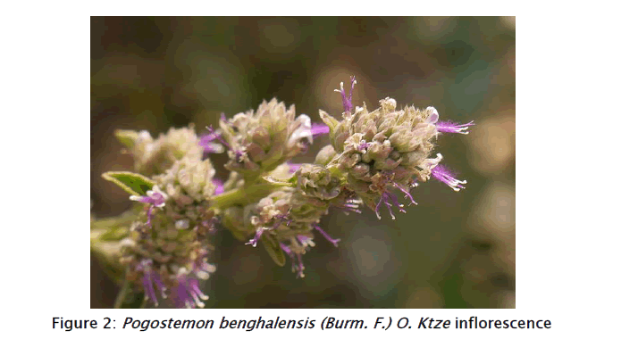 pharmacognosy-phytochemistry-Ktze-inflorescence