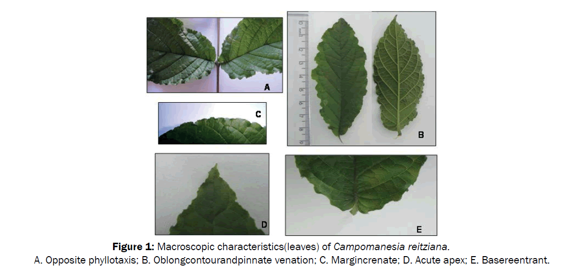 pharmacognosy-phytochemistry-Macroscopic-characteristics