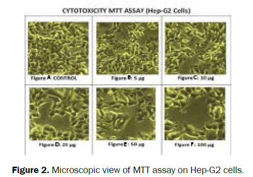 pharmacognosy-phytochemistry-Microscopic-view