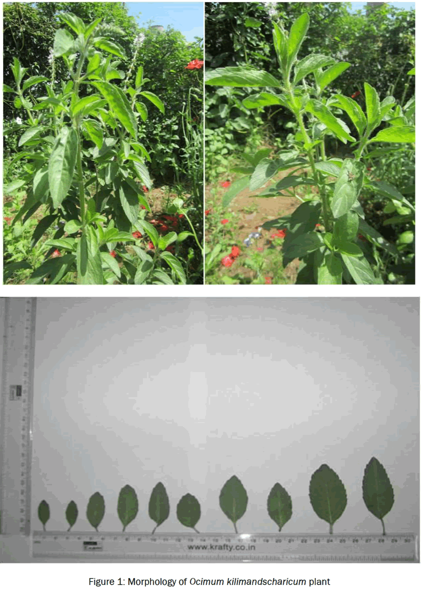 pharmacognosy-phytochemistry-Morphology