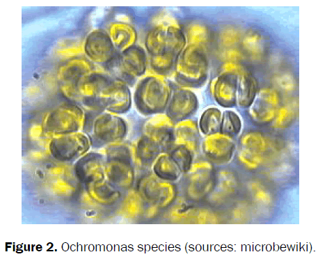 pharmacognosy-phytochemistry-Ochromonas-species