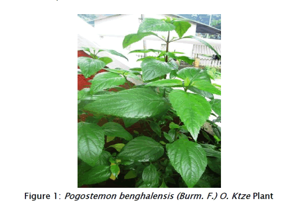 pharmacognosy-phytochemistry-Pogostemon-benghalensis