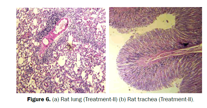 pharmacognosy-phytochemistry-Rat-lung-Treatment-II