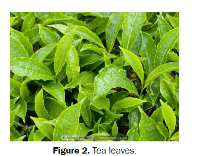 pharmacognosy-phytochemistry-Tea-leaves