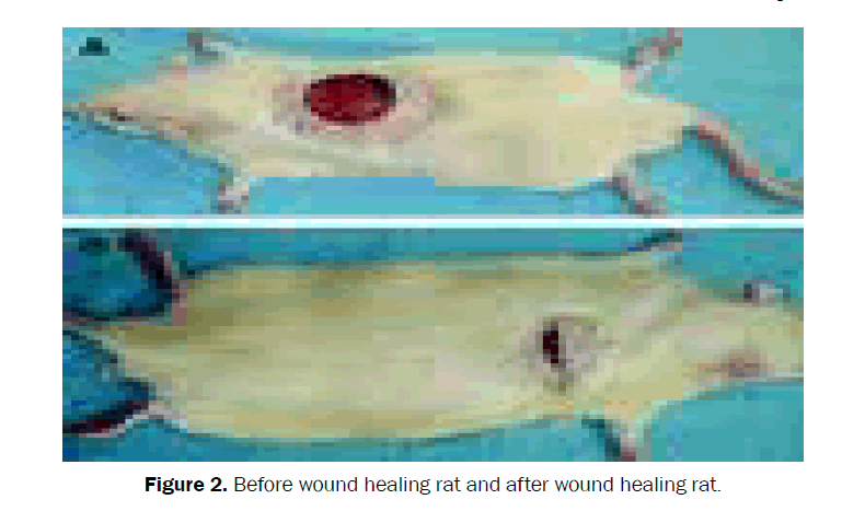 pharmacognosy-phytochemistry-wound-healing-rat